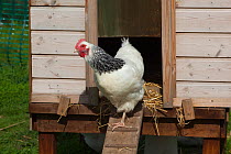 Domestic chicken (Gallus gallus domesticus) leaving hen house, Light Sussex chickens rare breed, UK