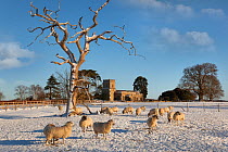 Flock of Sheep in winter, Little Gaddesden Church, Hertfordshire, UK, December 2009