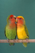 Pair of Lovebirds (Agapornis sp) perched