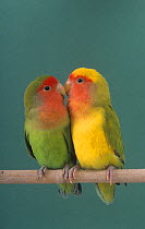 Pair of Lovebirds (Agapornis sp) perched