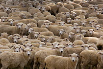 Huge flock of Sheep, New Zealand, February 2009