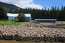 Huge flock of Merino Sheep, New Zealand, February 2009