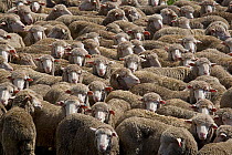 Large flock of Merino Sheep, New Zealand, February 2009