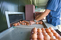 Collecting and sorting free-range organic hens eggs (Gallus gallus domesticus)  UK, September 2005