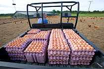 Collecting free-range organic hens eggs (Gallus gallus domesticus)  UK, September 2005