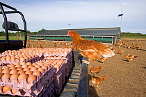 Collecting free-range organic Chicken eggs (Gallus gallus domesticus)  UK, September 2005