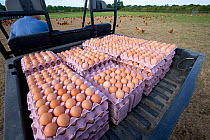 Collecting free-range organic Chicken eggs (Gallus gallus domesticus)  UK, September 2005