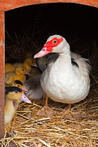 Domestic Muscovy duck (Cairina moschata) and ducklings, UK