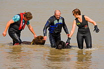 Newfoundland dogs being taken for a swim in the sea, Cromer, Norfolk, UK, August 2008