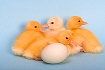 Four Ducklings and duck egg