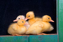 Four Ducklings in shed, UK