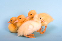 Four Ducklings