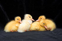 Four Ducklings, UK