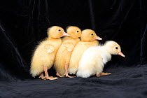 Four Ducklings, UK