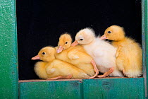 Four Ducklings in shed, UK