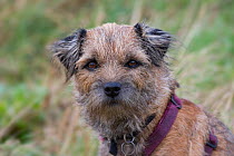 Norfolk Terrier, portrait, UK