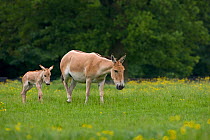 Asiatic wild ass (Equus hemionus) with foal, captive, UK, endangered species