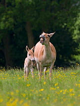 Asiatic wild ass (Equus hemionus) with foal, captive, UK, endangered species