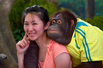 Tourist posing in zoo with Orang-utan (Pongo pygmaeus) for a photograph, Thailand, February 2007