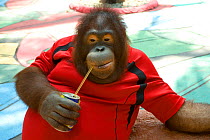 Orang-utan (Pongo pygmaeus) posing for a photograph, drinking from a can, Thailand, February 2007