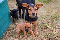 Patterdale Terrier with puppies, UK