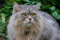 Domestic cat, Persian Cat portrait