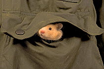 Pet domestic hamster (Mesocritecus auratus) peering out from coat pocket, UK