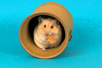 Pet domestic hamster (Mesocritecus auratus) feeding in container, UK