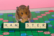 Pet domestic hamster (Mesocritecus auratus) beside scrabble letters spelling 'hamster', UK