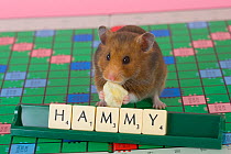 Pet domestic hamster (Mesocritecus auratus) beside scrabble letters spelling 'hammy', UK
