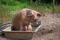 Free range Domestic pig (Sus scrofa domesticus) sitting in wallow bath, UK, July 2010