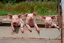 Free range Domestic pig (Sus scrofa domesticus) three piglets in wallow bath, UK, July 2010