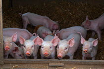 Free range Domestic pig (Sus scrofa domesticus) five piglets looking out from ark, UK, August 2010