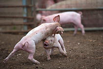 Free range Domestic pig (Sus scrofa domesticus) piglets play fighting, UK, August 2010