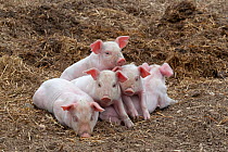 Free range Domestic pig (Sus scrofa domesticus) five piglets in a huddle, UK, August 2010