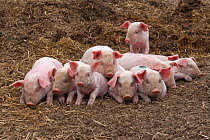 Free range Domestic pig (Sus scrofa domesticus) nine piglets in a huddle, UK, August 2010