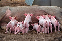 Free range Domestic pig (Sus scrofa domesticus) rear view of ten piglets suckling from sow, UK, August 2010
