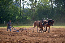 Farmer ploughing with a pair of Heavy horses, UK, July 2008