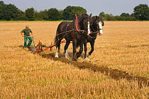 Farmer ploughing with a pair of Heavy shire horses, UK, September 2008