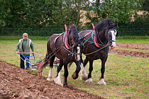 Farmer ploughing with a pair of Heavy shire horses, UK, July 2008