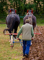 Farmer ploughing with a pair of Heavy shire horses, UK, July 2008