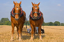 Farmer ploughing with a pair of Suffolk Punch Heavy horses, UK, September 2008