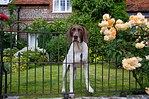 Domestic dog, Pointer on guard in cottage garden, Norfolk, UK, July 2008