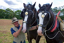 Man with working Shire horses, UK, July 2007