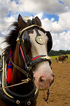 Working Shire horse, portrait, UK, July 2007