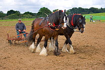 Harrow pulled by a pair of working Shire Horses, UK, July 2007