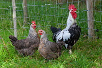 Domestic chickens, Silver Dorking cock and hens, UK, September 2010