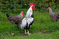 Domestic chickens, Silver Dorking cock crowing, and hens, UK, September 2010