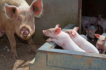 Domestic pig, free range sow with piglets at four weeks, UK, July 2010