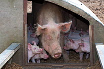 Domestic pig, free range sow with piglets at four weeks, UK, July 2010